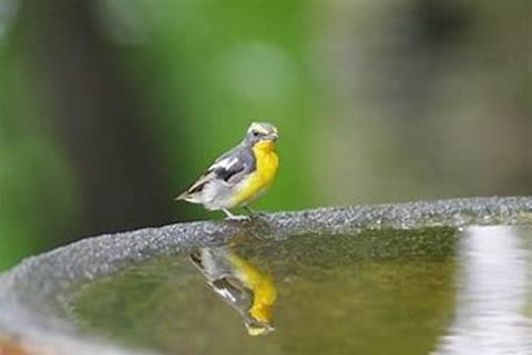 鳥類（動植物等）の調査